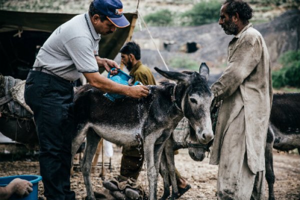 Brooke vet shows owner how best to treat his donkey in Pakistan Brooke vet shows owner how best to treat his donkey in Pakistan