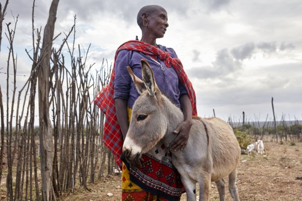 donkey and maasai woman donkey and maasai woman