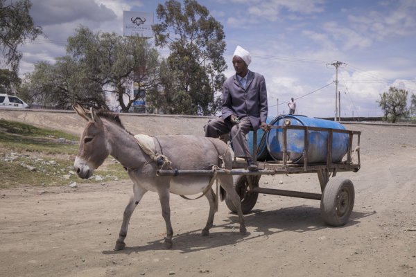 Donkey pulling water cart Donkey pulling water cart