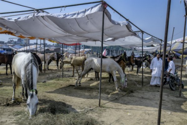 Shelter at an equine fair Shelter at an equine fair