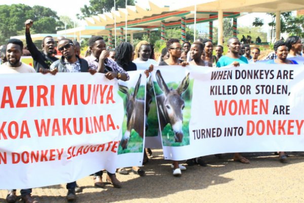 Donkey owners protest against donkey slaughterhouses Donkey owners carrying banners protest against donkey slaughterhouses