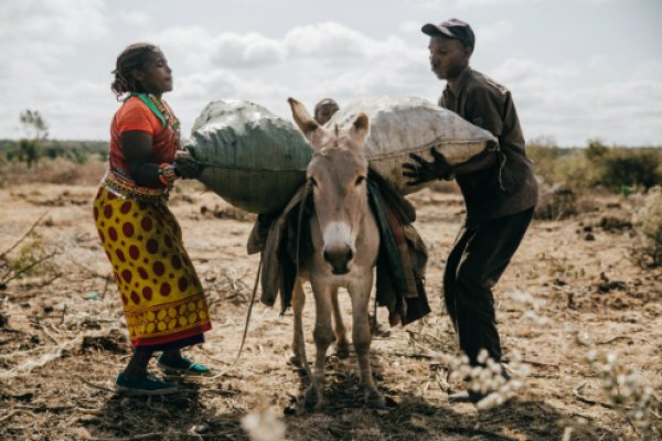 people loading a donkey in kenya people loading a donkey in kenya
