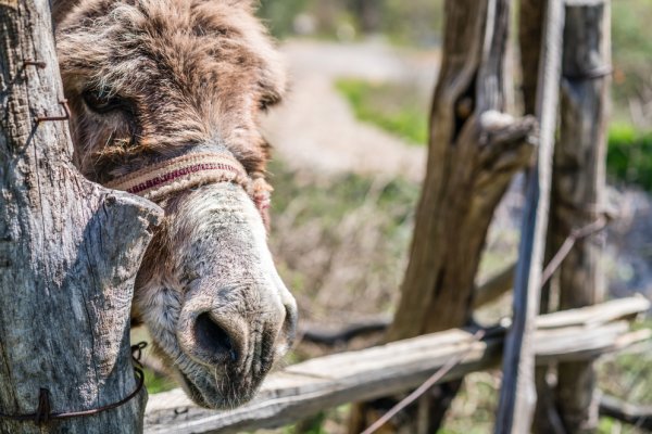 Donkey looking through fence Donkey looking through fence