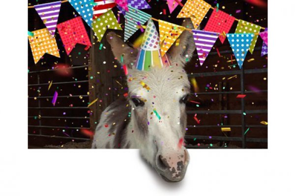 Donate your birthday A horse with birthday bunting