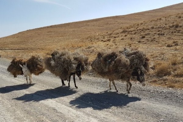 Donkeys carrying bundles of brushwood, Band-e-amir, Afghanistan Donkeys carrying bundles of brushwood, Band-e-amir, Afghanistan