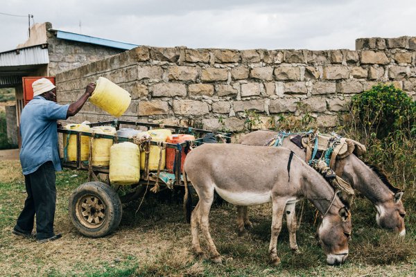 donkeys in kenya donkeys in kenya