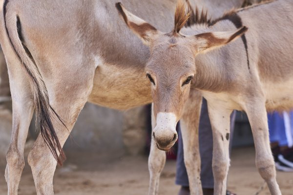 Donkeys Donkeys