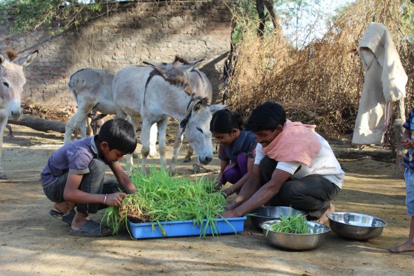 Family collecting green shoots Family collecting green shoots