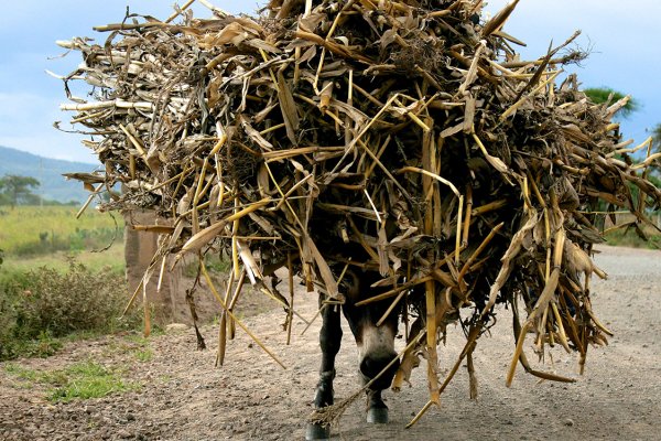 Donkey carrying fodder