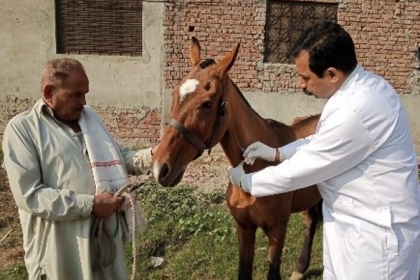 Javed providing treatment to a mule with surra disease Javed providing treatment to a mule with surra disease