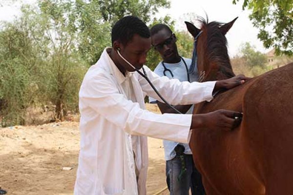Brooke trained local vet