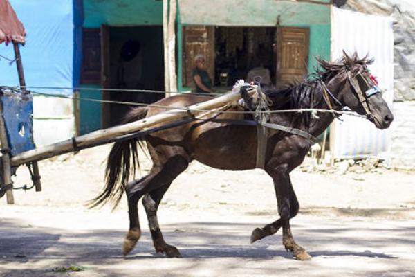 Gharry horse Gharry horse