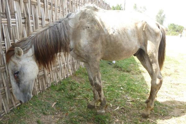 An older equine in Ethiopia An older equine in Ethiopia