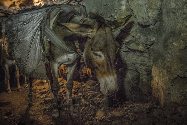 A donkey working in a coal mine, Pakistan A donkey working in a coal mine, Pakistan