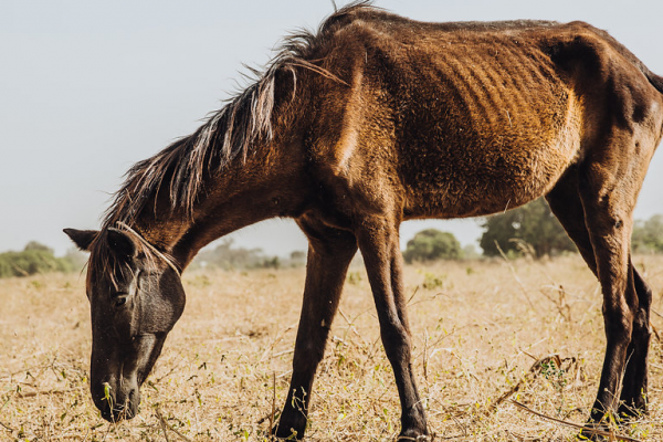 A thin horse in Senegal A thin horse in Senegal