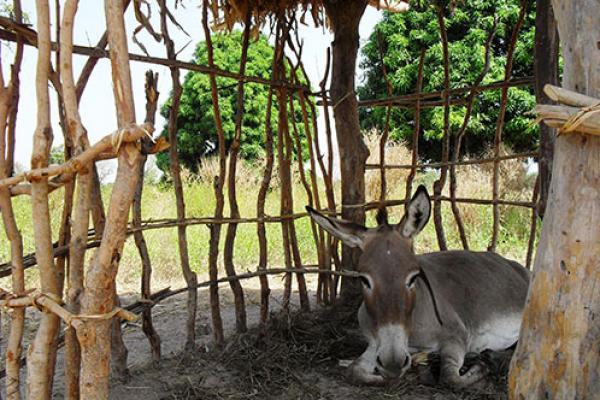 Donkey in a shelter Donkey in a shelter