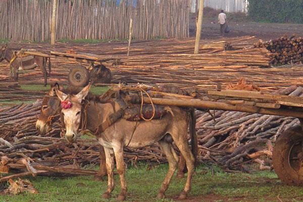 Donkeys transporting timber Donkeys transporting timber