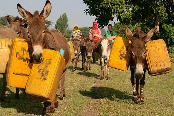 Donkeys carrying water Donkeys carrying water