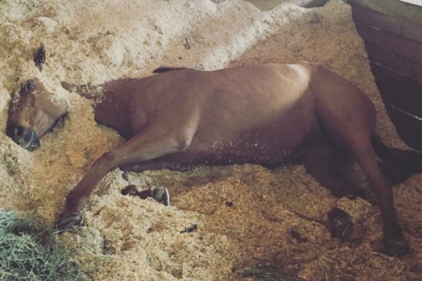 Nic Roldan's horse Cubana sleeping in stable Horse sleeping in stable