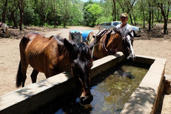 Two horses at a water trough Two horses at a water trough