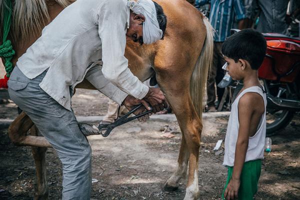 A boy watches as an owner treats an animal's hooves A boy watches as an owner treats an animal's hooves