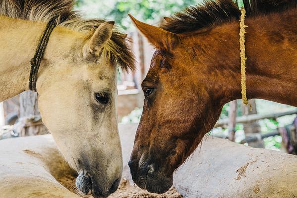 Two horses Two horses