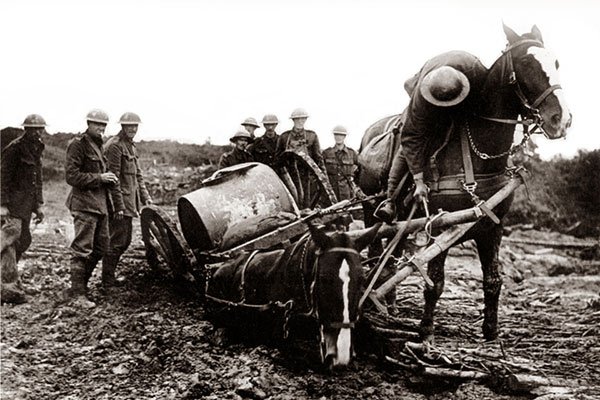 WWI horses used for transport WWI horses used for transport