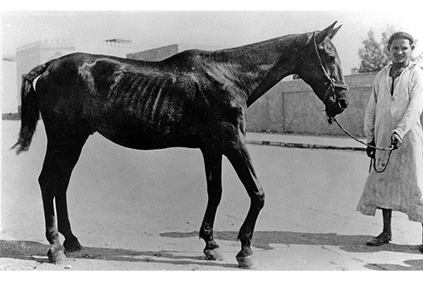 One of the first horses rescued by Dorothy Brooke after her appeal in 1931 One of the first horses rescued by Dorothy Brooke after her appeal in 1931