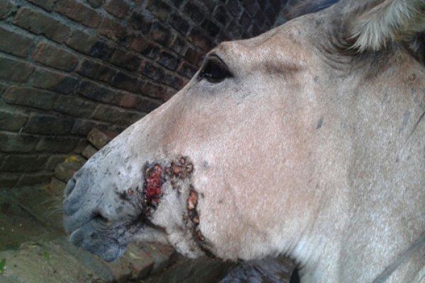 Tejpal’s horse showing signs of glanders Tejpal’s horse showing signs of glanders