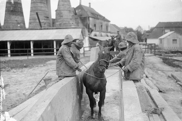WWI horse skin disease treatment WWI horse skin disease treatment