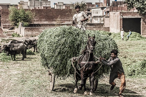 Donkey transporting food Donkey transporting food