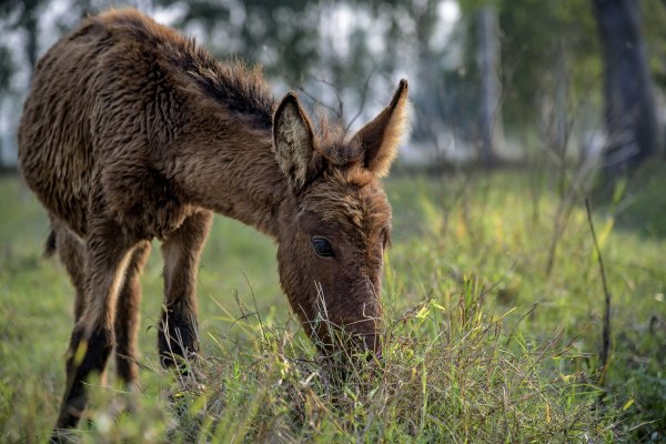 Mule on grass Mule on grass