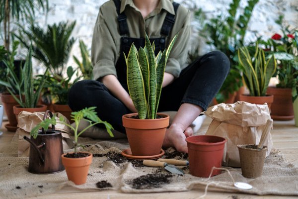 Potted plants Potted plants