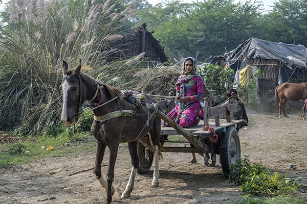 Girl and horse-drawn cart
