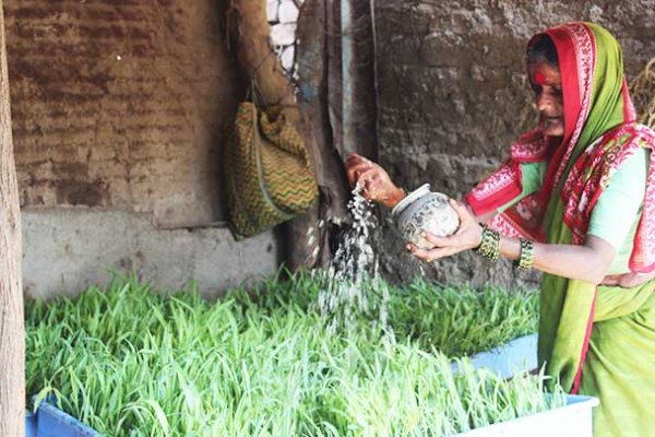 Woman watering crops grown through the Hydroponics pilot Woman watering crops grown through the Hydroponics pilot