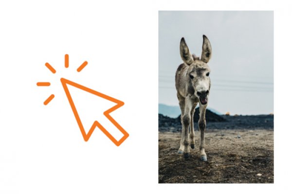 Donkey Donkey