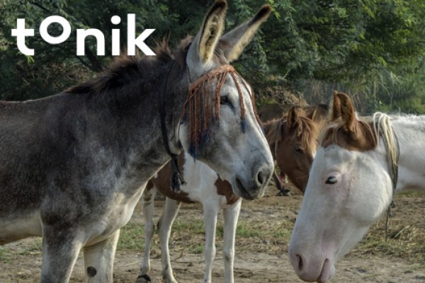 Donkeys Donkeys