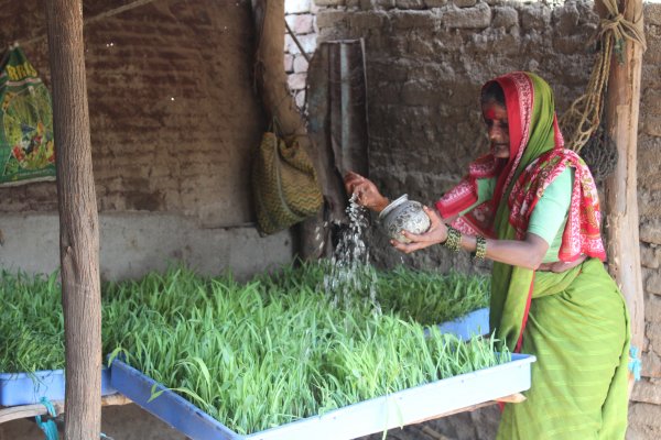 Woman watering crops grown through the Hydroponics pilot Woman watering crops grown through the Hydroponics pilot
