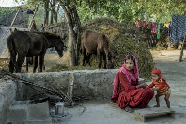 family and equine family and equine