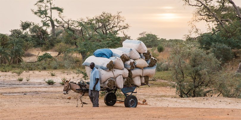 A man and his working equine in Senegal A man and his working equine in Senegal