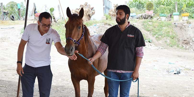 Equine welfare assessment A man carrying out an equine welfare assessment
