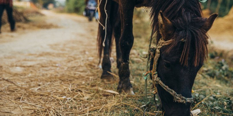 A horse in Nepal A horse in Nepal