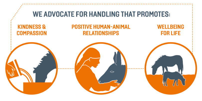 Compassionate handling Brooke advocates handling that promotes kindness and compassion, positive human-animal relationships and wellbeing for life