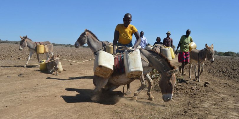 Woman helping donkey up Kenya Woman helping donkey up Kenya