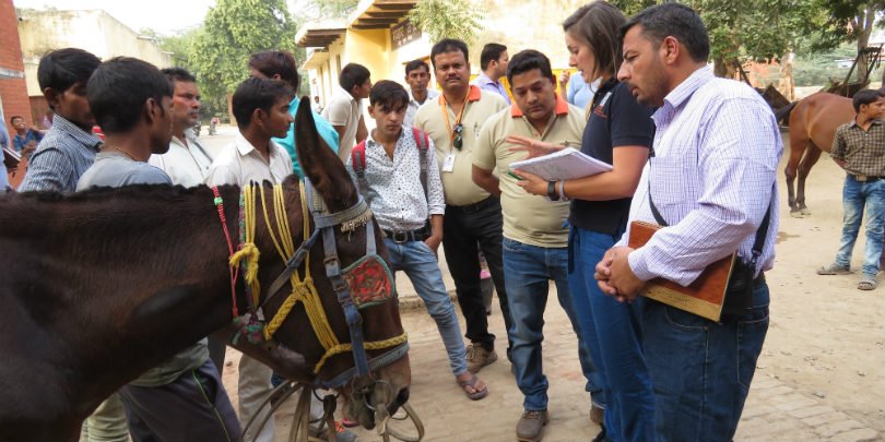 Brooke vet takes part in the global animal health exchange in India Brooke vet takes part in the global animal health exchange in India