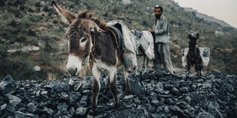 Coal mine donkeys in Pakistan Coal mine donkeys in Pakistan