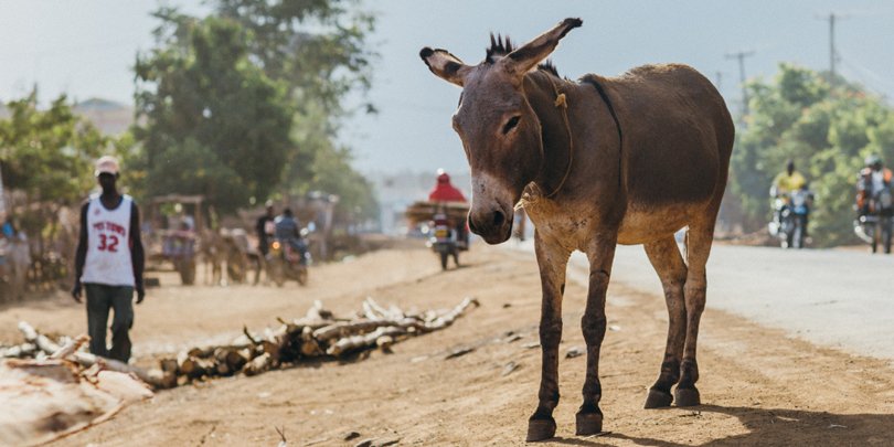 Donkey left out of Kenya drought emergency response Donkey left out of Kenya drought emergency response