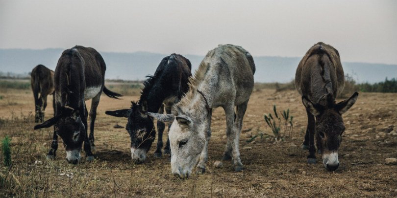 donkeys grazing in Pakistan donkeys grazing in Pakistan