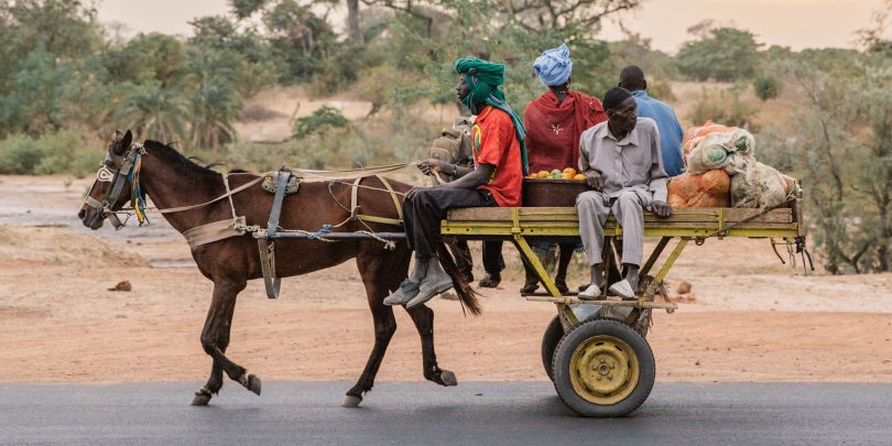 working horse in Senegal working horse in Senegal