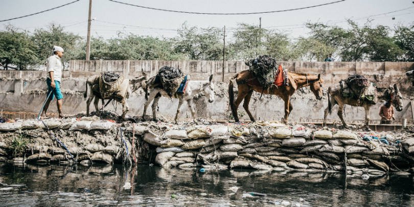 Four equines working together in India Four equines working together in India